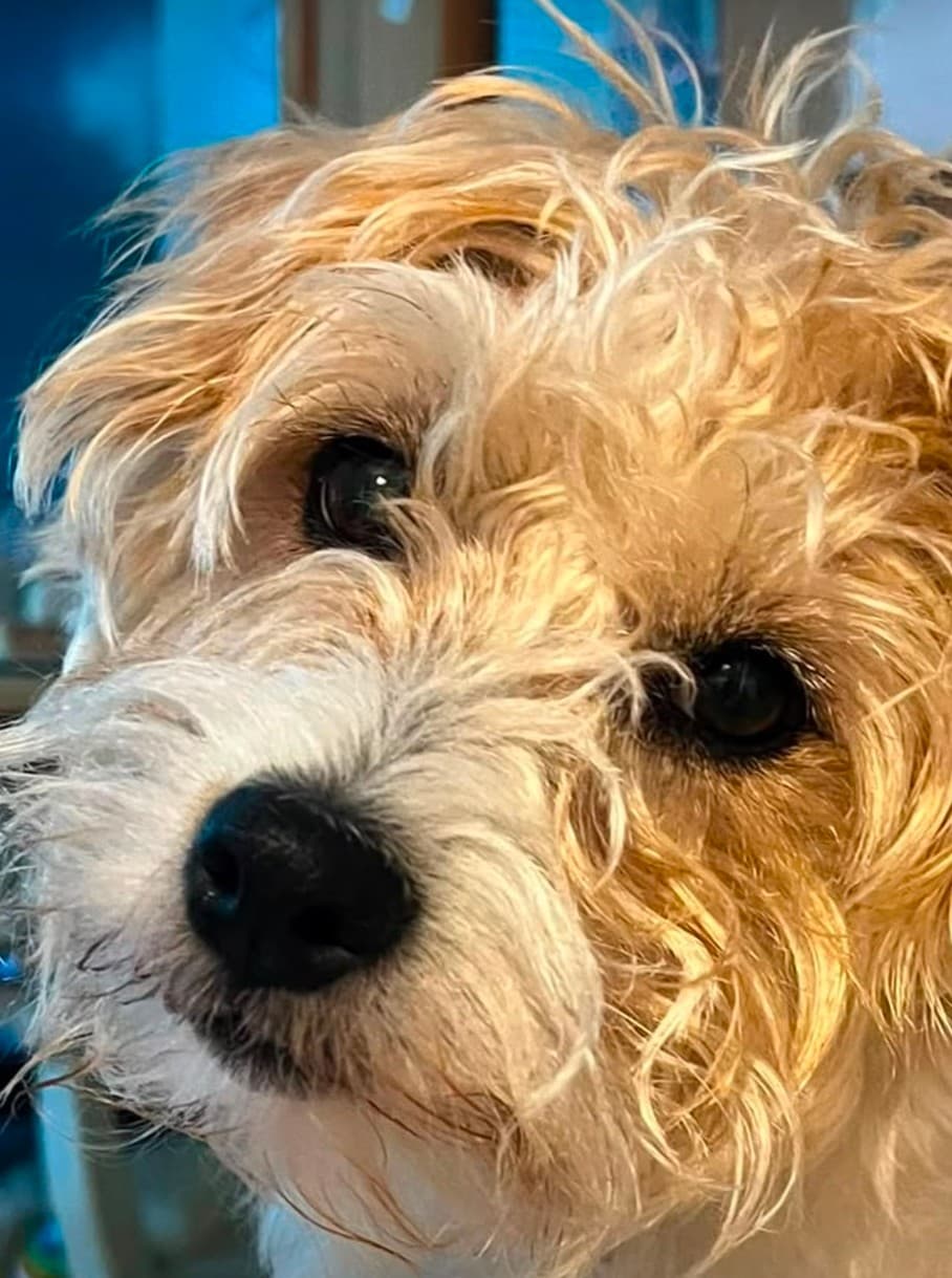 Ida — Sarahs heller kleiner Hund, eine Nahaufnahme im Atelier